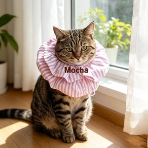 May include: A brown tabby cat wearing a ruffled collar made of pink and white striped fabric. The collar features the name Mocha embroidered in dark brown thread on the front. The cat is sitting upright with its tail curled around its body.