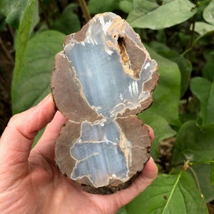 May include: A cross-section of a polished stone, showcasing a light blue and white interior with a brown outer layer. The stone has a natural, organic shape and texture, with a visible hole. The stone is held in a hand against a backdrop of green foliage.