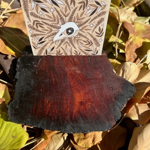 Porte-cartes Oracle de tarot en bois flotté de racine rouge de Californie Ceanothus, porte-cartes en bois rare et unique du jour