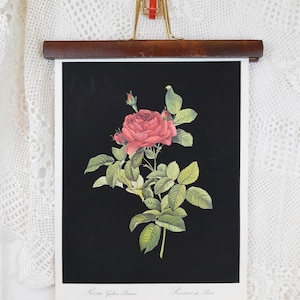 Può includere: Una stampa botanica vintage di una rosa rosa con foglie verdi su sfondo nero. La stampa è intitolata "Rosa Gallica Lutescens" e "Rose de Paris".