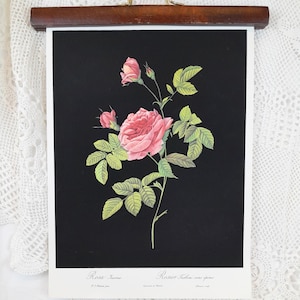 Può includere: Un'illustrazione botanica vintage di una rosa rosa con foglie verdi su uno sfondo nero. Il testo "Rosa Javea" e "Rosier Taden rose spines" è stampato sotto l'immagine.