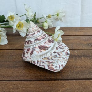 Peut inclure: Un grand coquillage décoratif en forme de spirale. La coquille présente une base blanche avec des marques marron et marron. Le coquillage est posé sur une surface en bois, avec des fleurs blanches en arrière-plan.