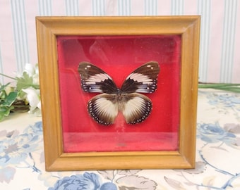 Exotic butterfly