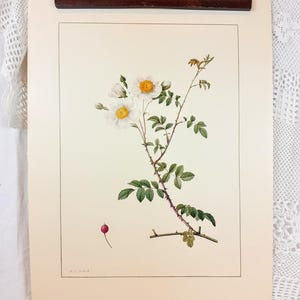 Può includere: Stampa botanica di una rosa bianca con centro giallo, foglie verdi e una bacca rossa. L'illustrazione è su carta color crema, tenuta da una clip di legno con un accento rosso.