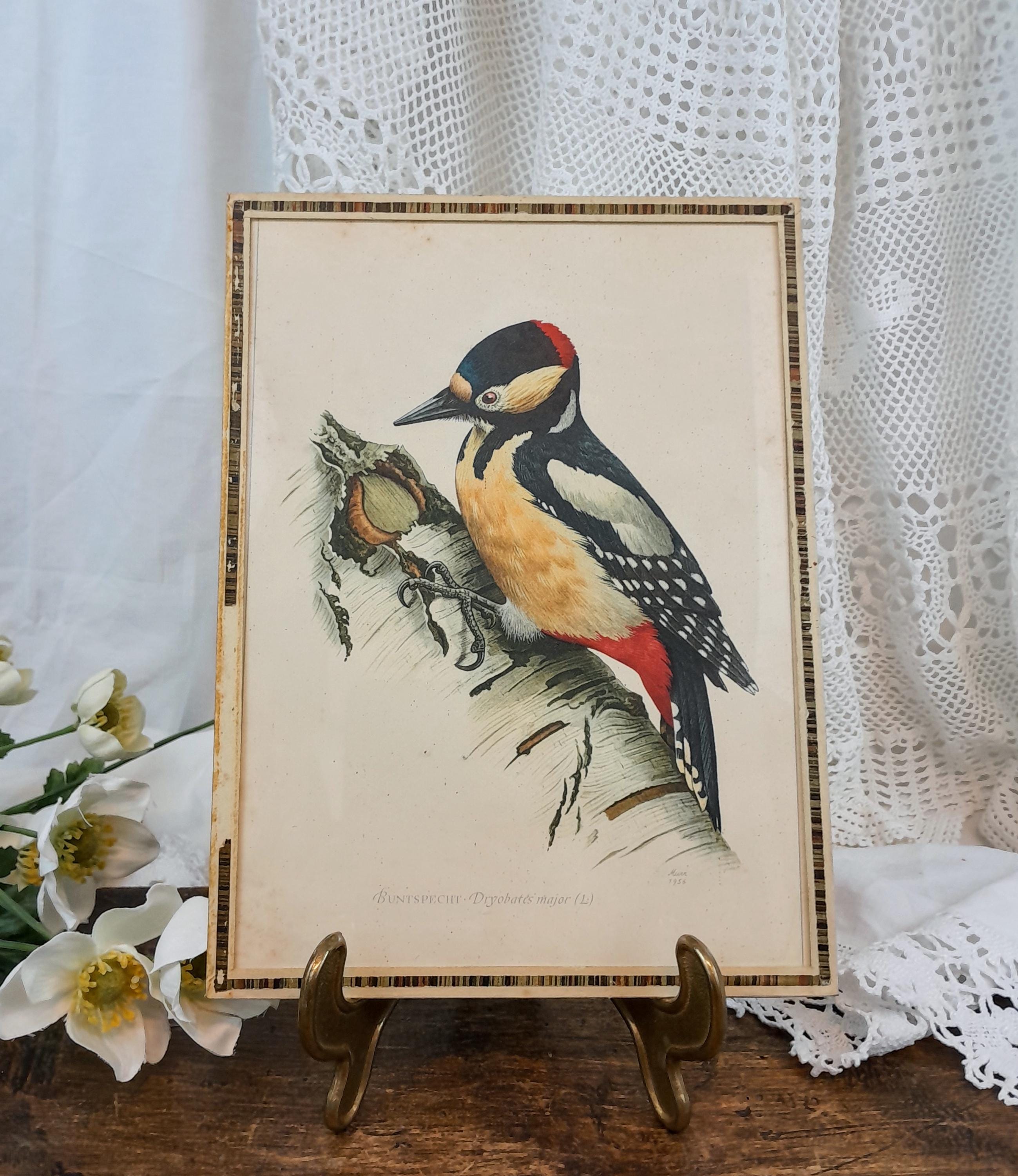Lithograph under glass Great Spotted Woodpecker