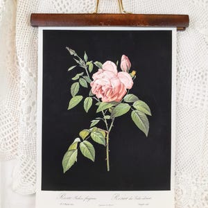 Può includere: Una stampa botanica vintage che presenta una rosa rosa con foglie verdi e spine su uno sfondo nero. La stampa ha il testo "Rosa Indica fragrans" e "Roseur des Indes odorant" in francese e tedesco.