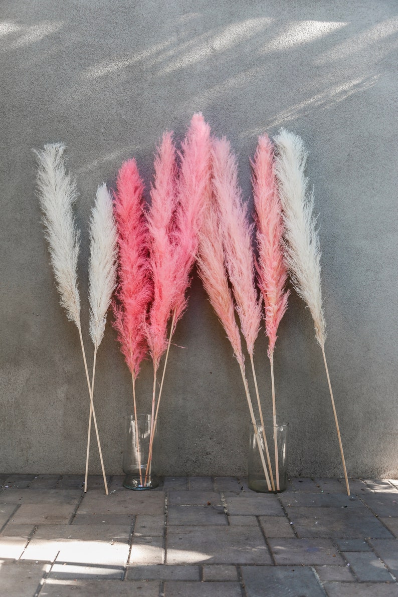 Large PAMPAS GRASS 4ft 3/6 Stems Natural Dried Pampas Etsy UK