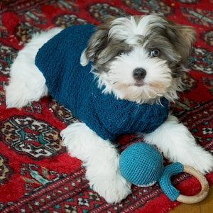 May include: A small white and brown dog wearing a blue knitted jumper sits on a red patterned rug with a blue crocheted toy.