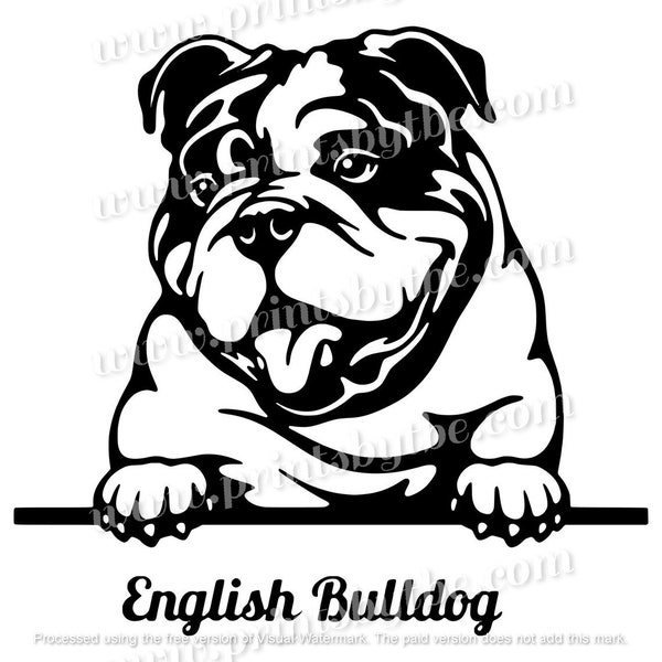 English Bulldog Decal Sticker Dog Car Truck Door Window Laptop Tumbler Hydro Flask JDM  English 22 Variations Gift Idea