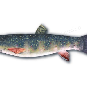 Brook Trout - Fish Art - 4x6 PRINT