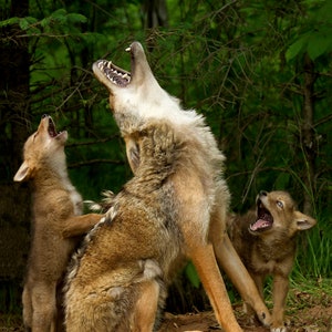 Coyote / Animals / Howling Lesson / Photography Print / Canvas Wrap / Coyote Photo  / Baby Animals / Wildlife Photography / Coyote Howling
