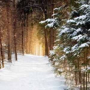 Nature Photography / Snowy Trail / Photography Print / Wall Art / CVNP / Stretched Canvas Print / Park Trail / Winter Scene / National Park