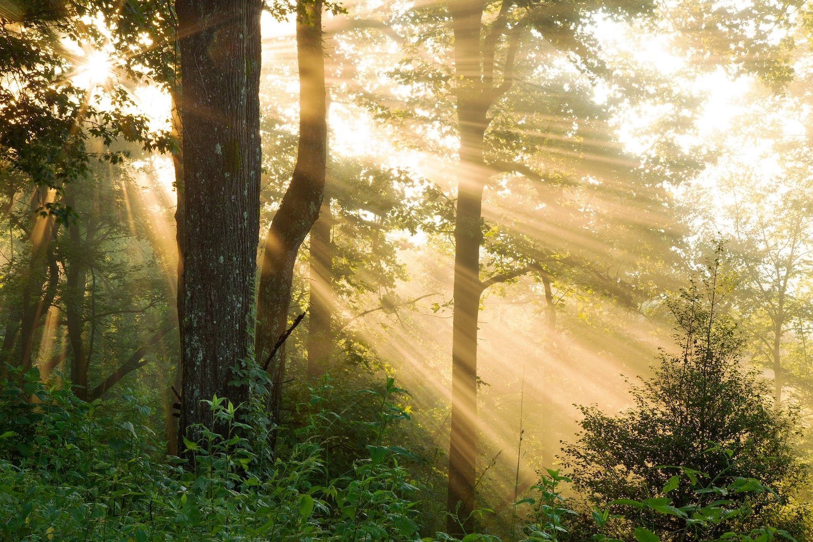 Nature Photography / God Rays / Sun Rays / Photography Print / Wall Art ...