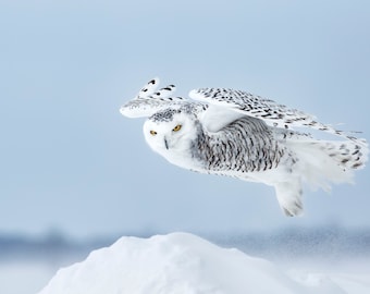 Snowy Owl Stare Photograph - Winter Landscape Print
