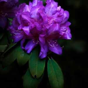 Purple Rhododendron / Moody Flowers / Rhododendron Truss  / Floral / Blooms / Spring Flowers / Spring Blossoms / Deep Purple / Royal Color