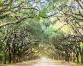 Savannah Georgia Print: Wormsloe Plantation Oak Tree Tunnel