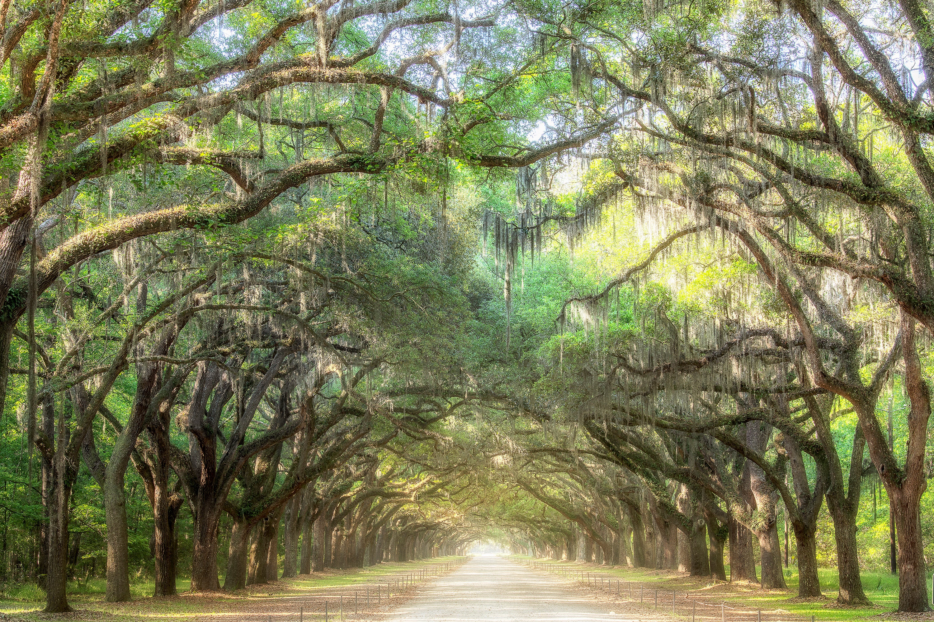 Savannah Georgia Print: Wormsloe Plantation Oak Tree Tunnel - Etsy