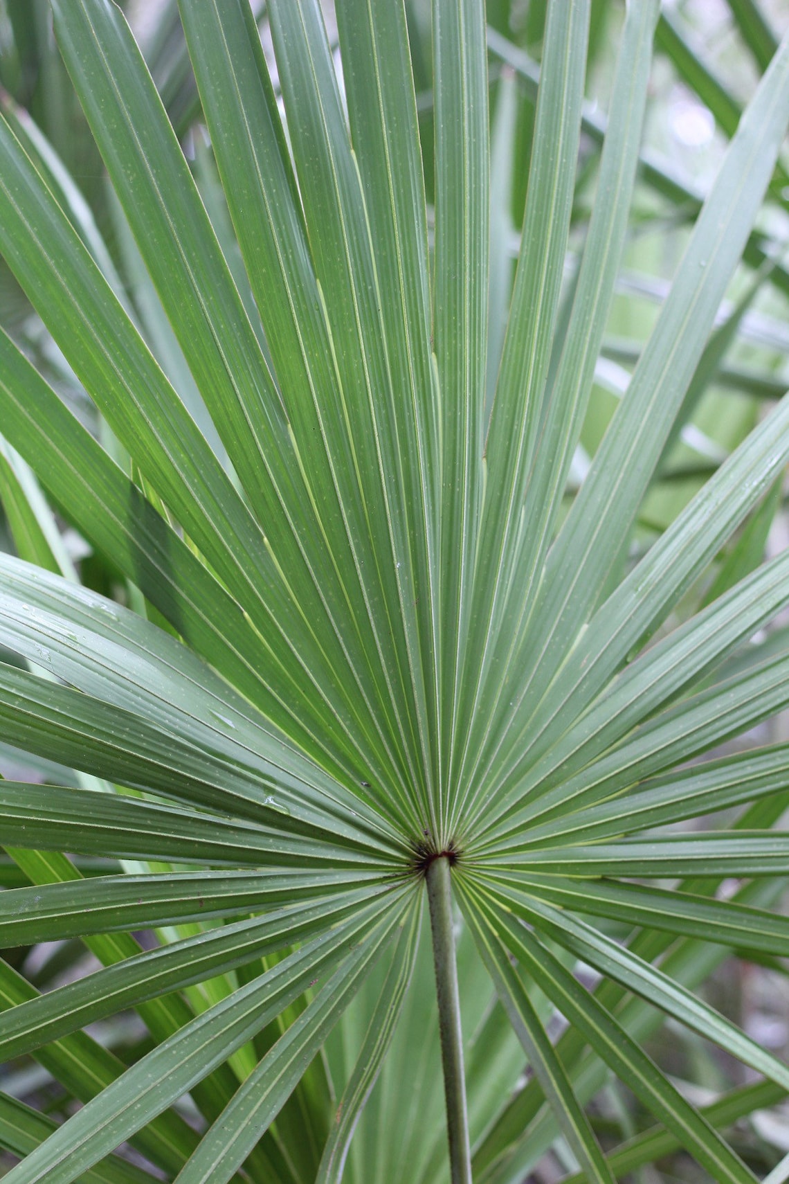 Saw Palmetto Frond in Jacksonville FL Simple Nature Photo - Etsy