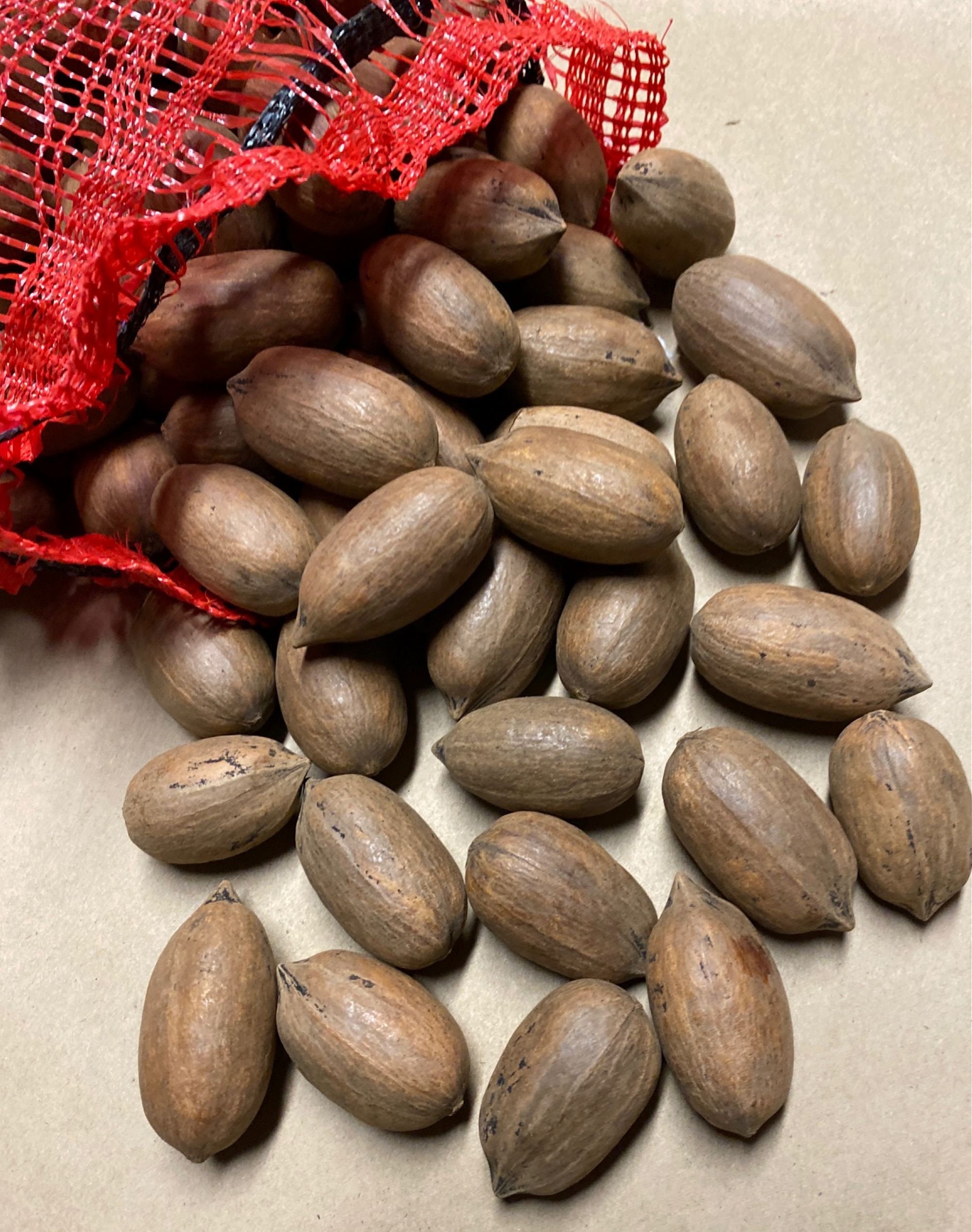 Papershell Pecans 3 Lb Just in time for the holidays Etsy