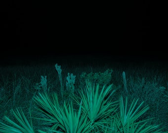 Marshian II — Photograph of a Still Bayou at Night in Green Moonlight at Ground Level, Archival Print