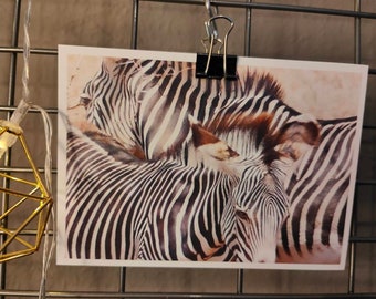 Kunst-Postkarte "Zebras" - Kenia