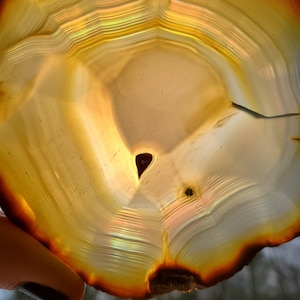May include: A close-up of a polished agate slice with a brown outer edge and a white center. The agate has a layered, banded pattern with iridescent colors.