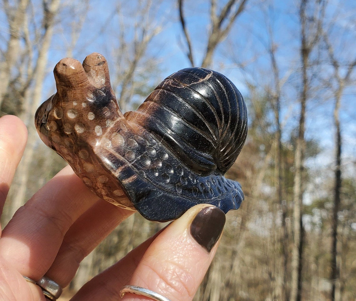 toem snail toem snail