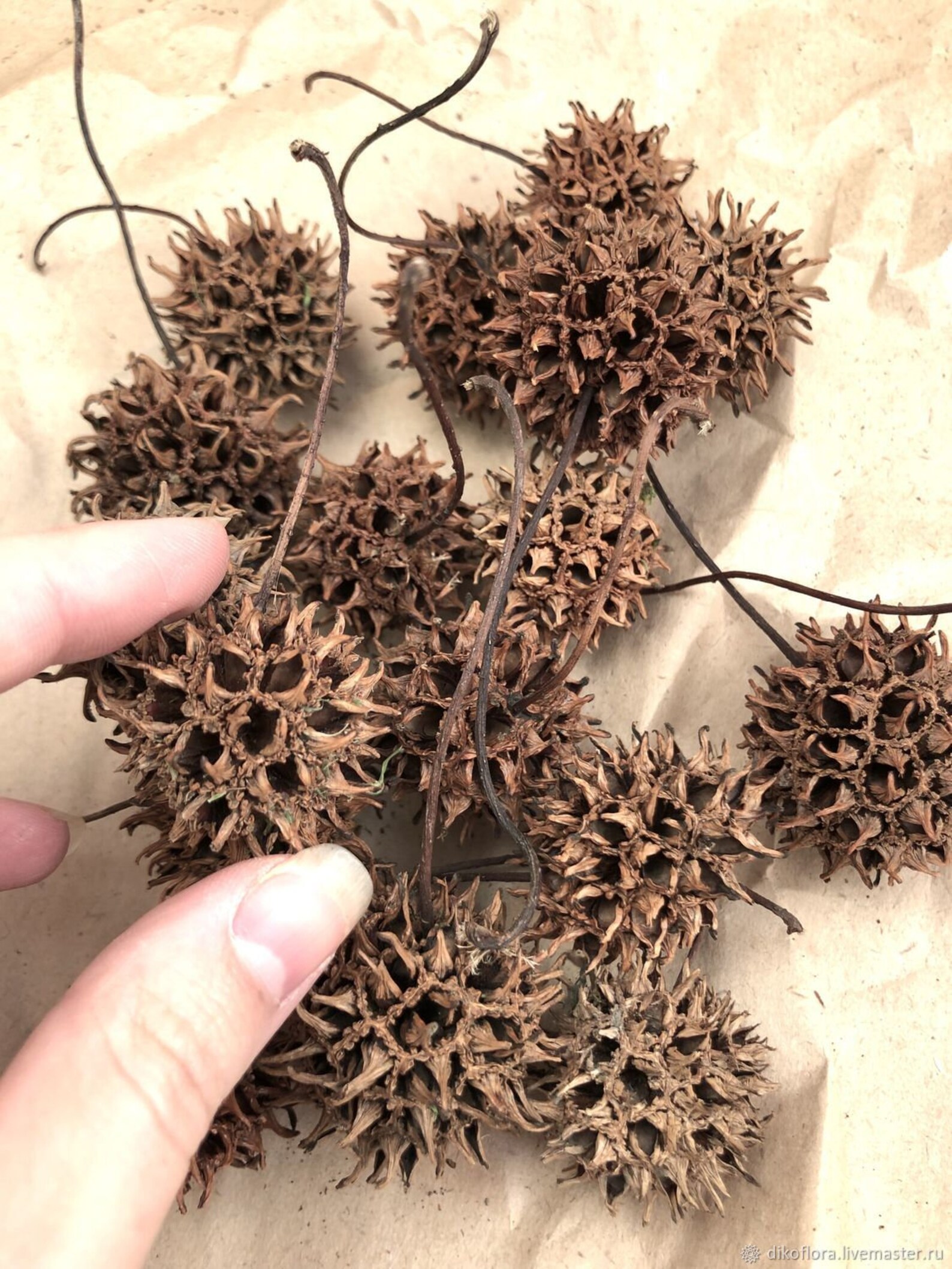 Sweet Gum Balls Rustic Decor Craft Supplies Home Decor Etsy in 2022 Sweet gum tr