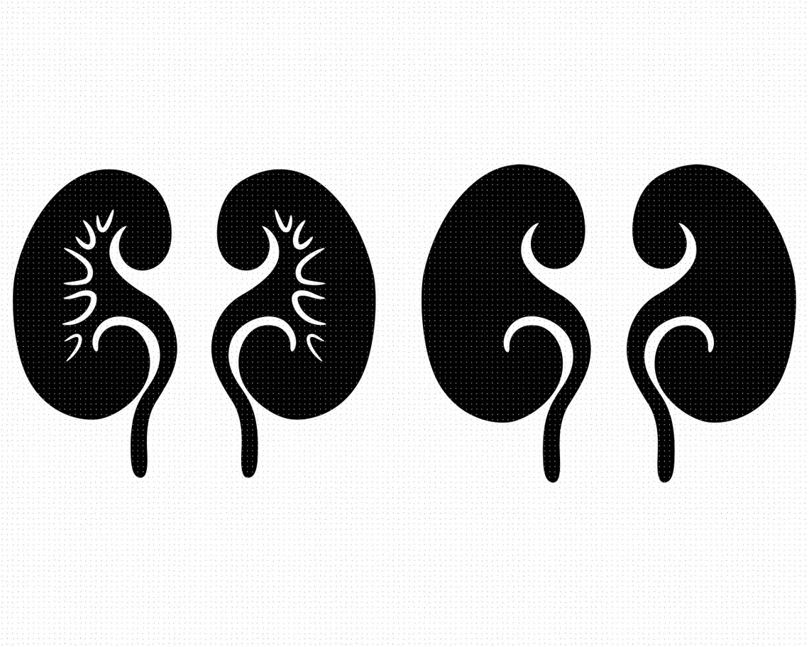 Kidney svg transplant clipart disease png kidney dxf logo Etsy