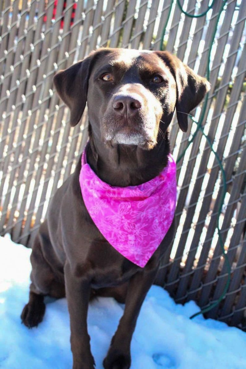 Spring Apparel Pink Dragonflies Dog Accessories Cat Bandana | Over the Collar Pet Accessories Dog Bandana
