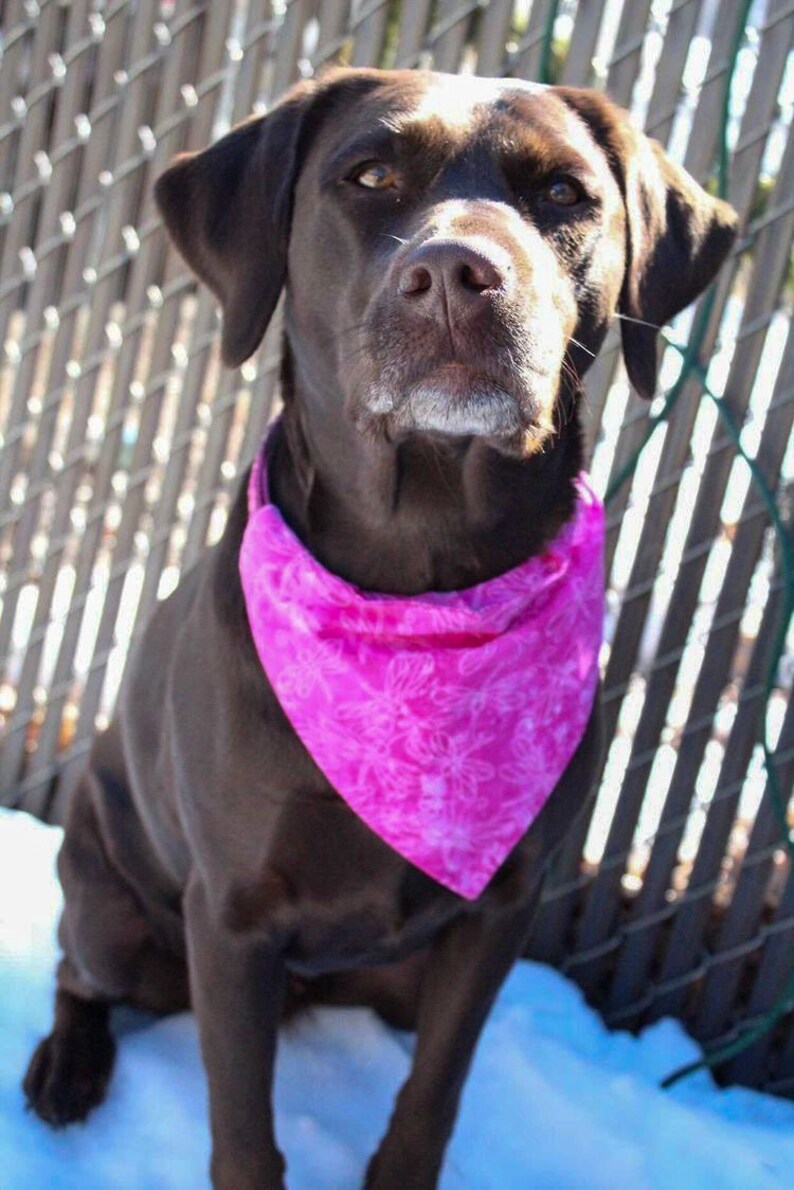 Spring Apparel Pink Dragonflies Dog Accessories Cat Bandana | Over the Collar Pet Accessories Dog Bandana