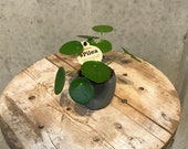 Pilea baby plant, ufo plant , Pilea Peperomioides plant, Pilea, Chinese money plant, houseplant, urban jungle