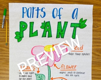 Parts of a Plant Anchor Chart