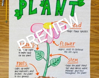 problem solution anchor chart Parts of a Plant Anchor Chart