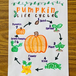 Tableau des ancrages du cycle de vie de la citrouille