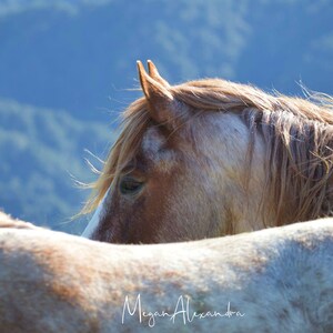 Red Roan Mustang