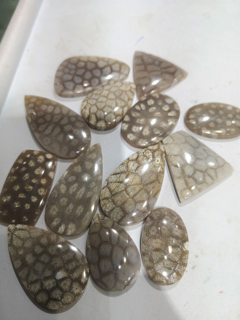 Wiltshire Starstone Fossil Coral 925 Sterling Silver ring Etsy