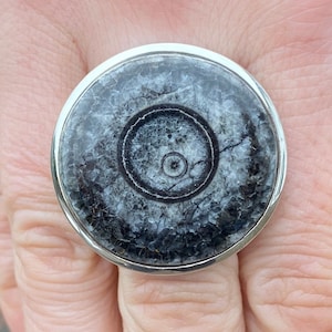 天然オルソセラス断面（サイズ O 1/2、7.75）リング、925スターリングシルバー製 - 29 mm モロッコ産黒とグレーの絶滅化石 - 手作り