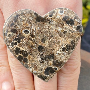 Turritella Agate ring (size R 1/2 , 9) ring in 925 Sterling Silver - 52x49mm natural brown fossil gemstone- handmade