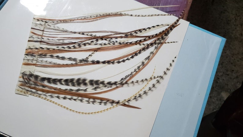 May include: A collection of natural feathers in various shades of brown, white, and black, arranged on a white surface. The feathers vary in length and pattern, with some featuring speckled designs. The overall aesthetic is rustic and organic.