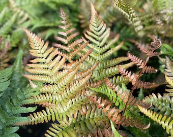 Overdevest Nurseries, LP-Dennstaedtia punctilobula (Hay-scented fern Overdevest Nurseries, LP-Dennstaedtia punctilobula (Hay-scented fern