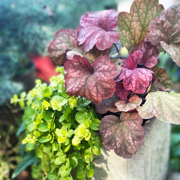 Heuchera, Coral Bells, Shade Loving Colorful Plants, Colorful Shade to sun plants with large colorful bold Leaves with spike Blooms