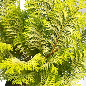 Crippsi False Cypress, Gold Hinoki, Chamaecyparis obtusa &#39;Crippsii, Yellow Green Small Tree, Lime Green Conifer