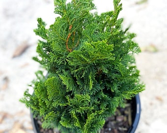 Dwarf Hinoki Cypress Tree, Chamaecyparis obtusa Nana Gracilis, Nana Gracilis False Cypress