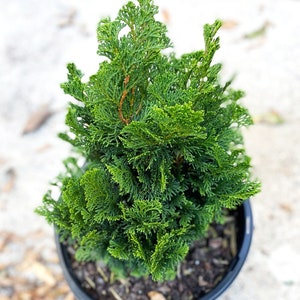 Dwarf Hinoki Cypress Tree, Chamaecyparis obtusa Nana Gracilis, Nana Gracilis False Cypress image 1