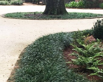 Mondo Grass, Ophiopogon Regular Mondo, Evergreen Grass-like Ground Cover, Low growing drought tolerant grass alternative, border grass