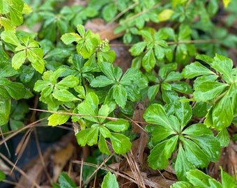 Japanese Spurge Etsy Japanese Spurge Etsy