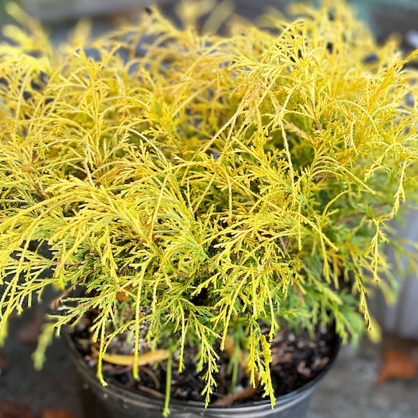 Chamaecyparis Gold Mop, Dwarf Gold Mop False Cypress, Round Yellow Evergreen Conifer, Small & Slow Growing