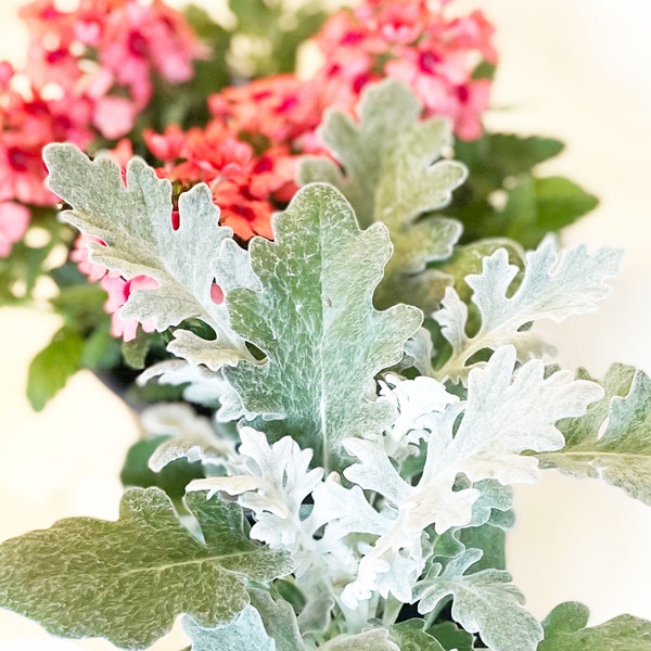 Dusty Miller, Silverdust, Two Plants Silver to White Filler or Accent Plant for Container Gardens, Border Plant, or Contrasting Accent Plant