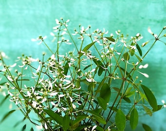 Euphorbia Glitz, Tiny Dainty White Flowers, Mounding Plants with Airy White Flowers
